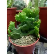 多肉植物 珊瑚大戟 綴化 一物一拍