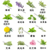 現貨【十六款驅蚊草種子】 （100粒）盆栽驅蚊草種子 迷迭香種子 薄荷九層塔 萬壽菊 驅蚊草 濃香型花卉 強效驅蚊蟑螂