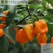 現貨🌶️【哈瓦那橙色辣椒種子】（100粒）新種上市 （辣）高度約為100-120 CM 果實芳香 高產可觀賞可食用辣椒種