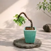 日本 磯山椒 姬山椒 盆栽