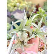 夏天ㄉ店【空氣鳳梨】霸王鳳Tillandsia xerographica 空氣鳳梨 空鳳