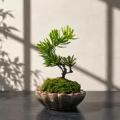《森趣植栽所》金鑽羅漢松．晶鑽羅漢松．羅漢松四季常青・吉祥典雅