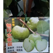 卉迎園藝 無籽水蜜拔 無籽水蜜芭樂 4吋半吋盆 靠接苗 白肉脆肉 高度60-70公分 單價180元 特價160元