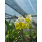 《總柴花園》成株！！桑德萬代蘭 V. Sanderiana alba new hybrid