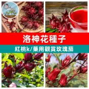 洛神花種子 洛神葵 玫瑰茄 紅桃K 可食用花卉 養生花茶DIY 庭院盆栽 四季可種 觀賞食用兩用 台灣家庭園藝