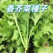 台灣現貨【香芥菜種子】芥菜籽 台灣小農蔬菜種子 家庭陽台盆栽 有機栽培 新鮮高品質 快速發芽  新手易種植
