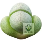 （快速出貨）【綠帝玉】韓系多肉│景天科│多肉植物│稀有多肉│進口多肉│療癒│植栽│盆栽│送禮│辦公室│陽台