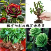 現貨 🌷【13款玫瑰花苗】🌷 稀有玫瑰花苗 玫瑰花苗 玫瑰花種苗 老樁盆栽玫瑰四季開花室內外陽台盆栽陽光