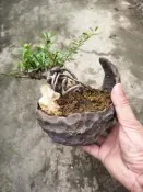 芳苑樹花苗農場：狀元紅