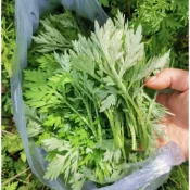 🌿【艾草種子/艾葉種子】車前草種子台灣現貨 高發芽率  | 驅蚊 泡腳 製艾條 青團 室內陽台盆栽 中草種子 |