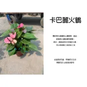 心栽花坊-卡巴麗火鶴/火鶴/火鶴花/5吋盆/觀葉植物/室內植物/綠化植物/特價460