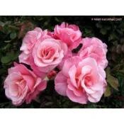 （超大花）第一特獎 First Prize - 5寸控根盆！超人氣商品！《蟹老闆園藝花卉🤟》月季.玫瑰苗 開花植物