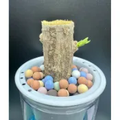 【外星人的植物園】巴西鐵樹 仙人掌 虎尾蘭 龍舌蘭 塊根 多肉 大戟 盆栽 植物 現貨【滿額免運】