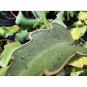 迷你火龍果無根枝條(捲葉曇花，剪葉出售)/(多肉 仙人掌🌵雨林)，無根枝條，8公分以上不帶根剪頭出售，無盆無介質。