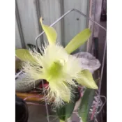 嘉德利亞蘭（B.digbyana ）分生苗