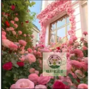 （快速出貨）薔薇花種籽 四季種植 爬藤植物耐寒四季種植開花濃香型大花地栽盆栽 觀賞花卉攀爬 超低價