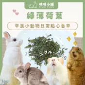 啃啃小鋪🥕花草系列乾燥薄荷葉｜兔子零食/天竺鼠零食/龍貓零食/纖維補充/挑嘴推薦/零食/小寵保健草/天然草本補充/綠薄荷