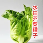 水田芥種子 水芥菜種子 豆瓣菜種子 西洋菜種子 活體蔬菜 水生種植 陽台盆栽 四季可種 沙拉生食 湯品必備 健康蔬菜