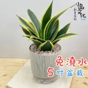 小品文化｜金邊虎尾蘭 5吋盆栽｜免澆水盆栽 辦公室盆栽 室內植物 桌上盆栽 懶人盆栽 自動吸水盆栽 質感植栽｜仿瓷盆