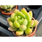 【多肉好好買】 一寸盆 春萌/香格里拉（香味多肉）多肉植物 現貨