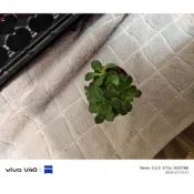 一吋盆（多肉谷）豆瓣綠