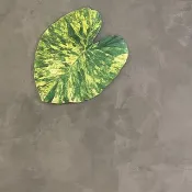 BLR 觀葉植物 造型萬用墊A3 黃斑姑婆芋 龜背芋 蔓綠絨