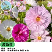 蛋撻波斯菊種子 秋櫻 大波斯菊 格桑花花種 爆花盆栽 易種好養 庭院花海 陽台風景 四季可播 蜜源植物 開花不斷