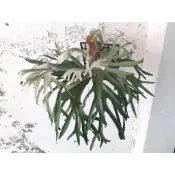 特價中 飛馬《植鹿人》鹿角蕨1.7寸盆