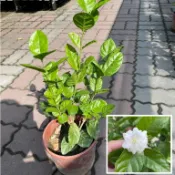田尾玫瑰園 l 茉莉花、小南強、木梨花【六吋盆 高度約40cm】觀花植物 (植物眾多歡迎詢問) 田尾在地商家