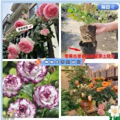 隔日達🌹台灣現貨🌹爬藤玫瑰花苗 帶葉子 爬藤月季玫瑰小苗 四季開花 高顏值 熱戀之花 藤本玫瑰 陽台庭院賞花卉 多年