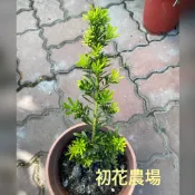 初花農場|金鑽羅漢松|6吋盆|林木植物|超取限定一棵｜目前植株偏小------定價220特價180