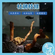 魚匠【小缸適用 / 杜鵑枝條】天然造景沉木 水族裝飾品 天然沉木 杜鵑木 水族造景 沉木造景 杜鵑根 水草沉木