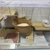 ❤️小寵必備❤️倉鼠窩夏天吊牀鞦韆小吊籃金絲熊蜜袋鼬荷蘭豬懸掛搖籃小寵玩耍牀小寵物吊床 龍貓吊床 金絲熊 四季吊床