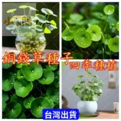 現貨+當日出貨【銅錢草種子 150粒】四季易種 招財盆栽室內好養活種子水培植物 四季播種灑水就能活銅錢草金錢草水養種籽