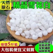 多肉鋪面石鵝卵石天然雨種錵石白色小白石子錵盆栽裝飾庭院景石頭廷仔百貨