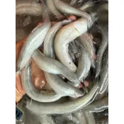 《藍海鮮漁》大溪漁港現撈 ［那個魚］‼️件出專區‼️