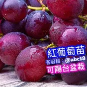 紅葡萄苗✅阡插苗✅頂尖好吃 南北可種 葡萄苗 葡萄 樹苗 果苗 矮化果樹 矮生盆栽 矮化盆栽 水果苗
