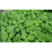 【蔬菜種子S160】玉芳山芹菜~全株綠色、葉片、葉柄及嫩莖均可食用