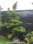 【盛宏園藝】蘭嶼羅漢松︱2呎植袋羅漢松栽︱彎曲造型羅漢松A20︱高度300公分(請自取)