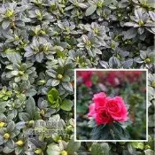 ╭＊田尾玫瑰園＊╯玫瑰杜鵑花、西洋杜鵑、四季杜鵑【3吋盆 高度約15cm】(植物眾多歡迎詢問) 田尾在地商家