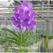 大眾蘭園 萬代蘭 V.pakchong Blue  藍斑萬代蘭