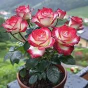 今年最新苗【希有玫瑰花苗】玫瑰花苗 蘇格蘭黃油玫瑰花月季花苗 室內外庭院陽台盆栽四季種植開花 農香型花卉