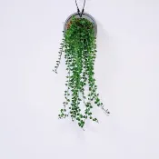 百萬心│水泥上板植栽│窗邊植物│陽台植物│觀葉植物│多肉