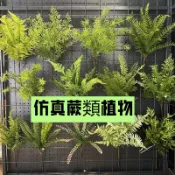【】人造綠植 塑膠 仿鹿角蕨 含羞草 大鳳尾蕨 蕨類 熱帶雨林 牆人造綠植裝飾 人造 假 裝飾 鹿角蕨 水耕盆栽含