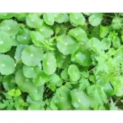金錢草3元/株(銅錢草、圓幣草、香菇草)或金錢薄荷