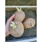 馬鈴薯種塊/發芽馬鈴薯/種植專用/大葉克尼伯