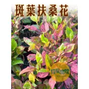 G綠果庭院 花卉苗木 花葉扶桑 斑葉扶桑 彩葉朱槿 錦葉扶桑花 彩葉扶桑 花葉大紅花 錦葵科木槿屬