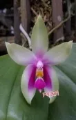 〈 永安蘭園 〉 蘭花 瓶苗 香味蝴蝶蘭 Phal. bellina (編號 FPha.4901)
