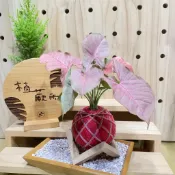 植蕨所在🪴 粉紅佳人合果芋 水苔球 室內植物 觀賞植物 開店送禮 新手植物 紅葉植物