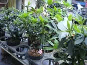 花花世界-綠籬植物*平戶杜鵑苗(不挑花色)*3-4吋盆/高20-40cm/MA(特價中)